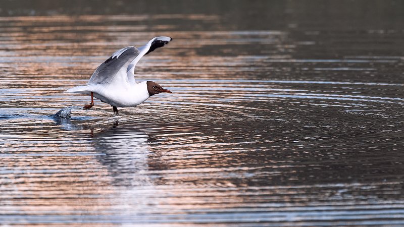 Бегущая по волнам фото превью