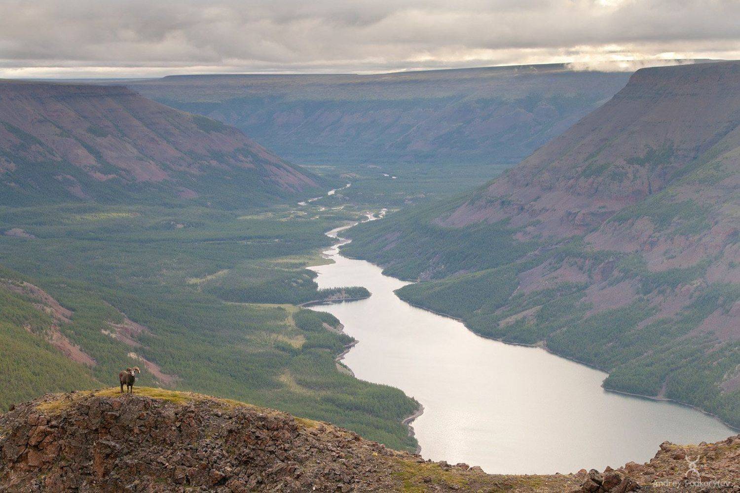 путорана, подкорытов, плато путорана, putorana,podkorytov, duluk, дулук, баран, bighorn, путоранский баран, снежный баран, Андрей Подкорытов