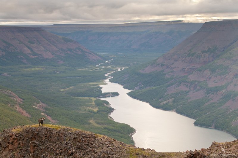 путорана, подкорытов, плато путорана, putorana,podkorytov, duluk, дулук, баран, bighorn, путоранский баран, снежный баран Дулук фото превью