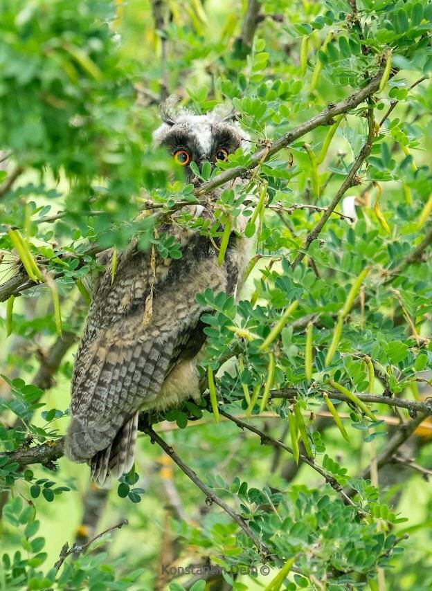 сова, Константин Дэм