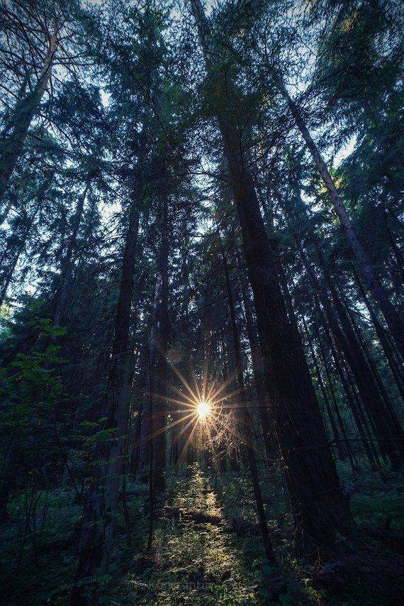 , Константин Дэм