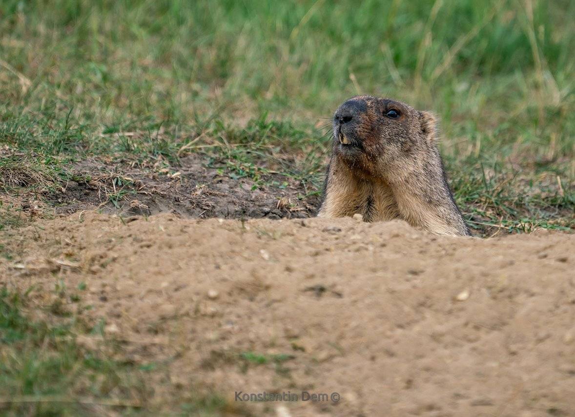 сурок, Константин Дэм