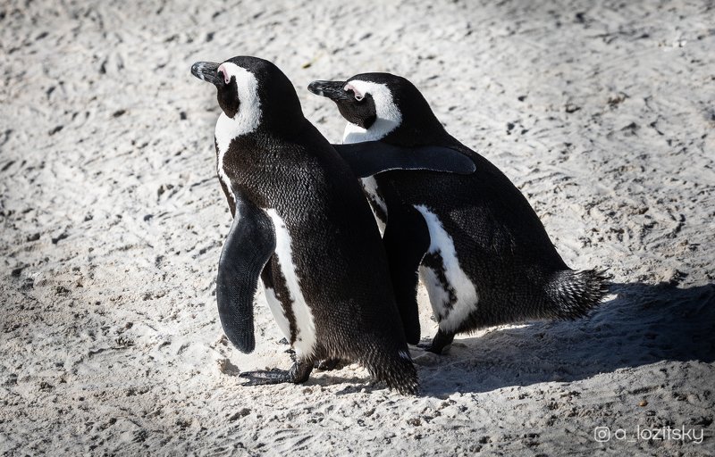 Penguin friendship фото превью