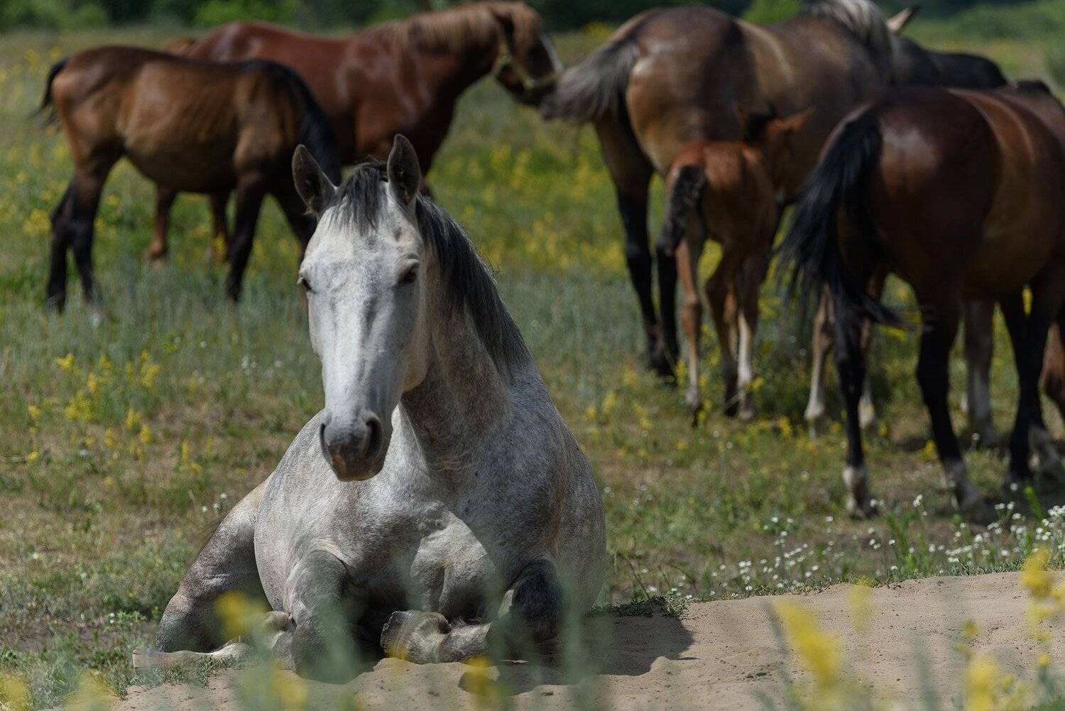 лошадь, табун, поле, луг, трава, дорога, кони, Максим Михайлов