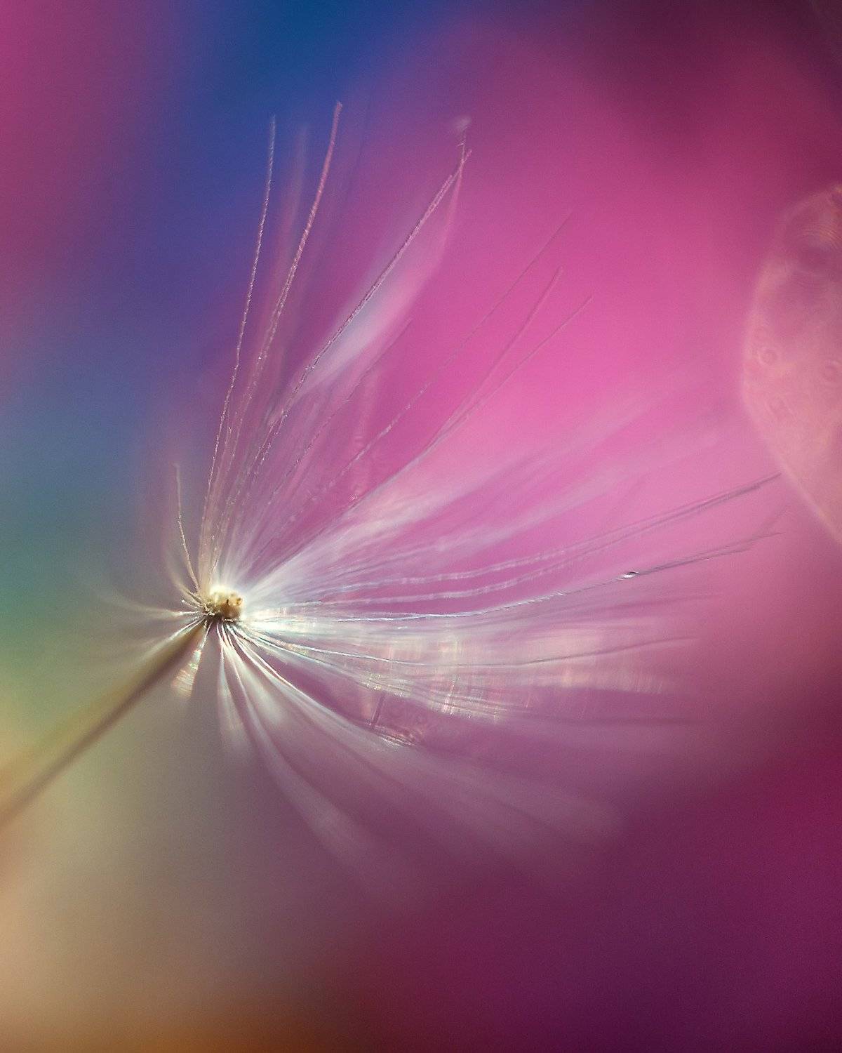 , Анастасия Колесникова