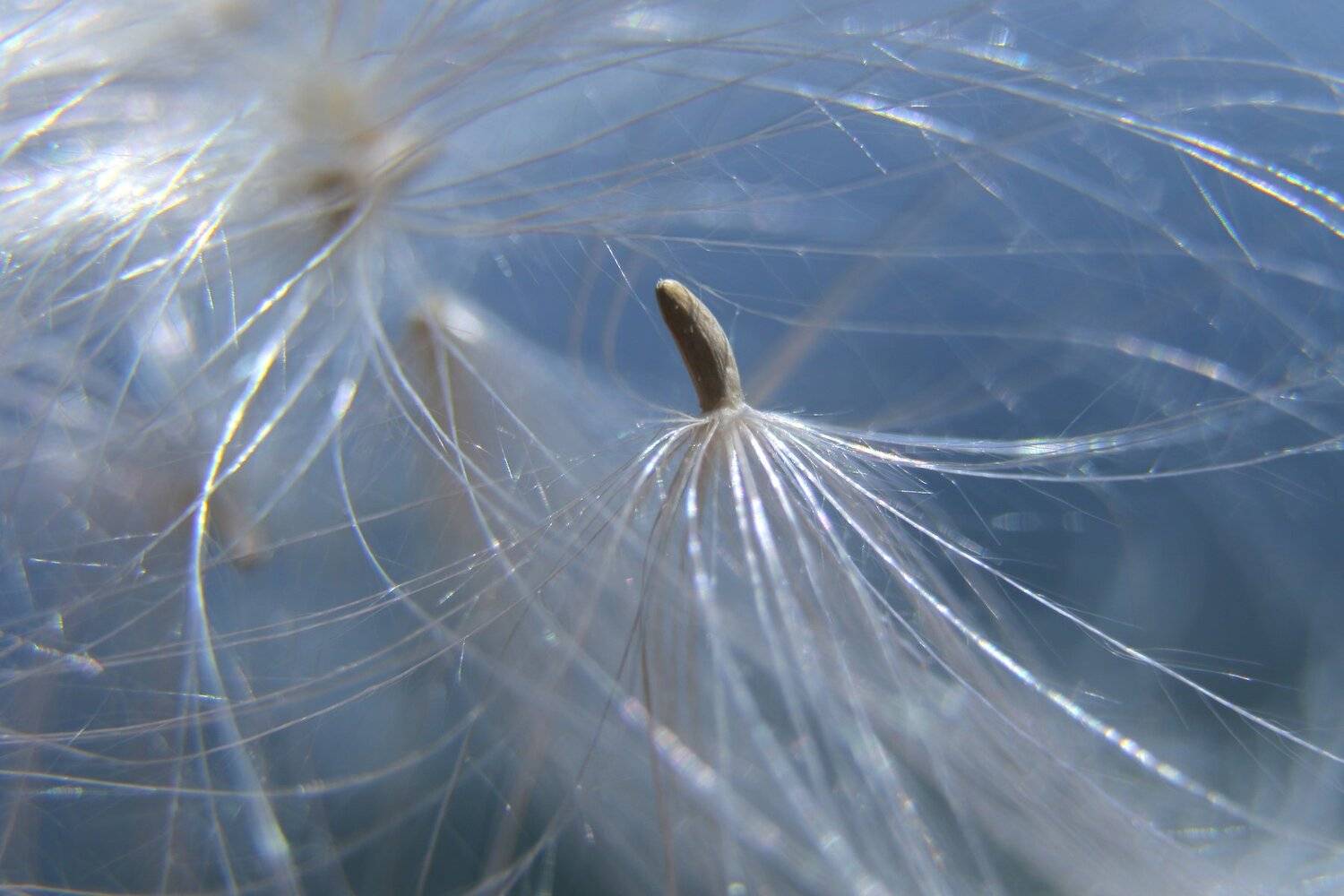 Шаварёв, макро, природа, фотографии,, Александр Шаварёв