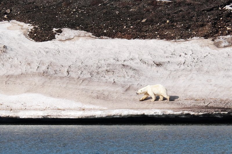 арктика, север, шпицберген, белый медведь, фауна, дикие животные, arctic, north, svalbard, polar bear, fauna, wildlife Король Севера фото превью