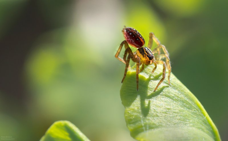 макро, природа, насекомые, растения, кинкго билоба, пауки, macro, nature, insects, plants, ginkgo biloba, spiders, крохотный паучок фото превью