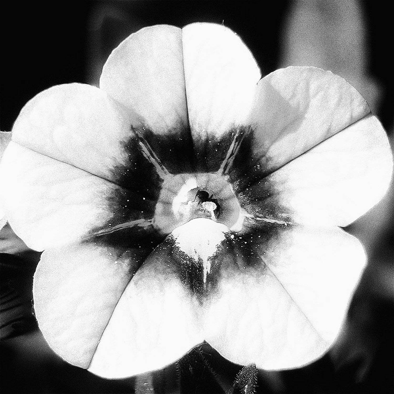 , Иван Манкевич