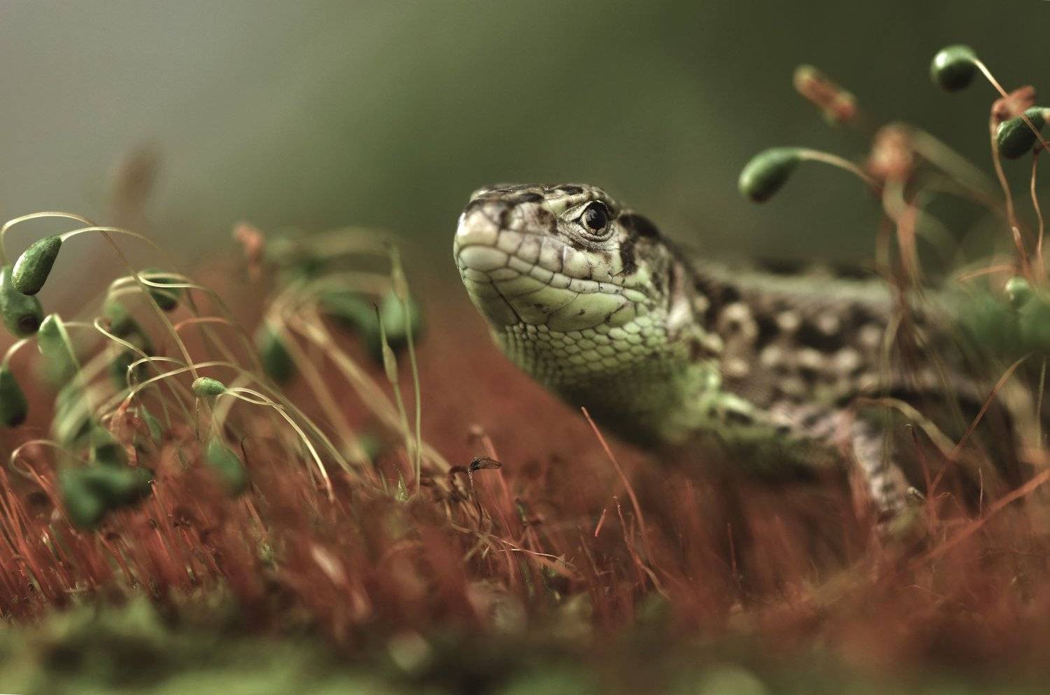 , Макеев Алексей