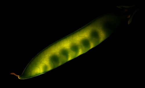 УЗИ горошка.