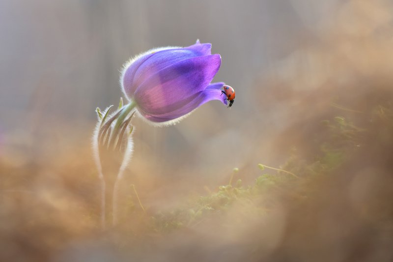 ... фото превью