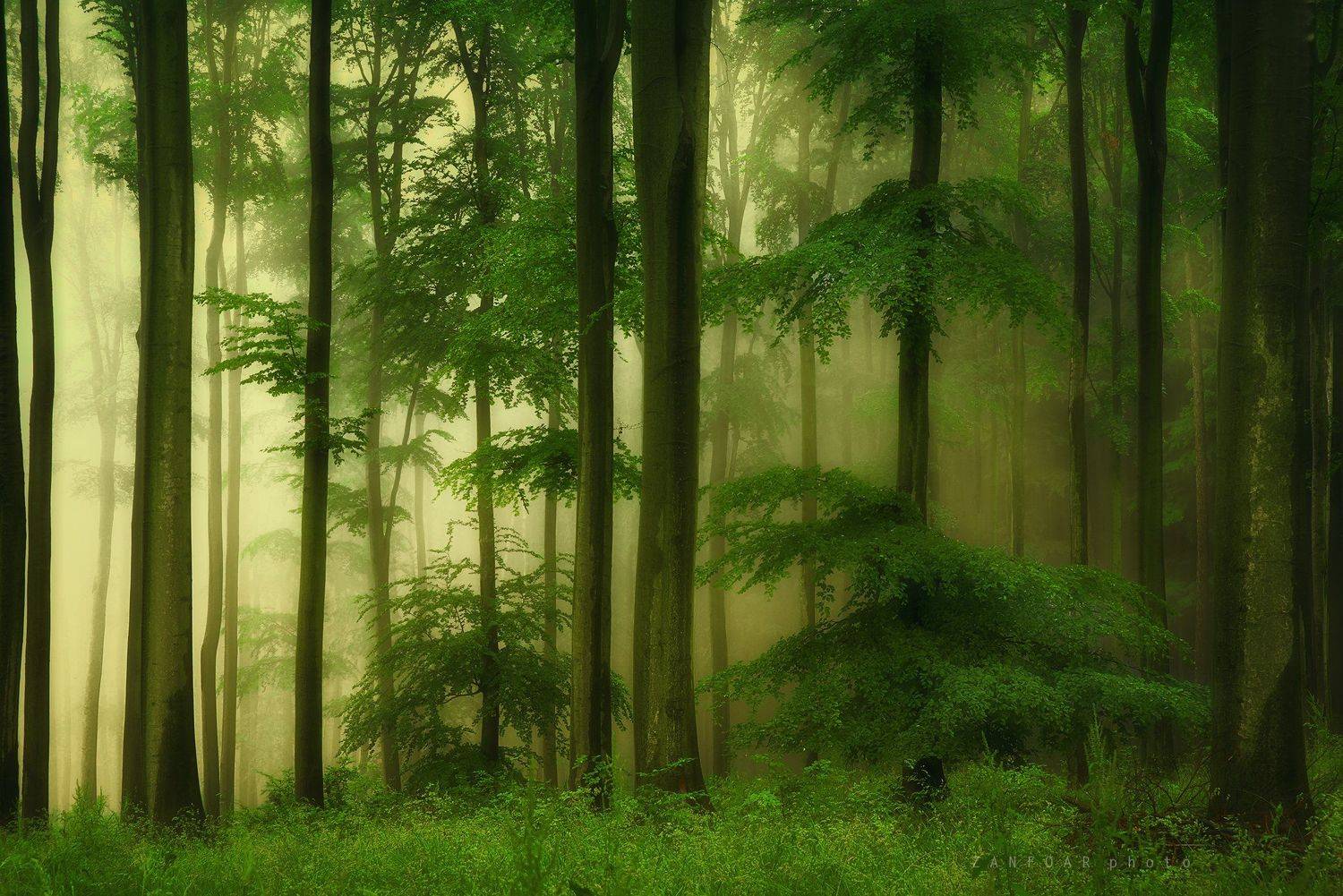 дымка после шторма,дымка,шторм,дождь, роса, трава, бук, буковый лес, листья, чешская республика,nikon, nikon d750, богемия, моравия, zanfoar,чехия,  Zanfoar