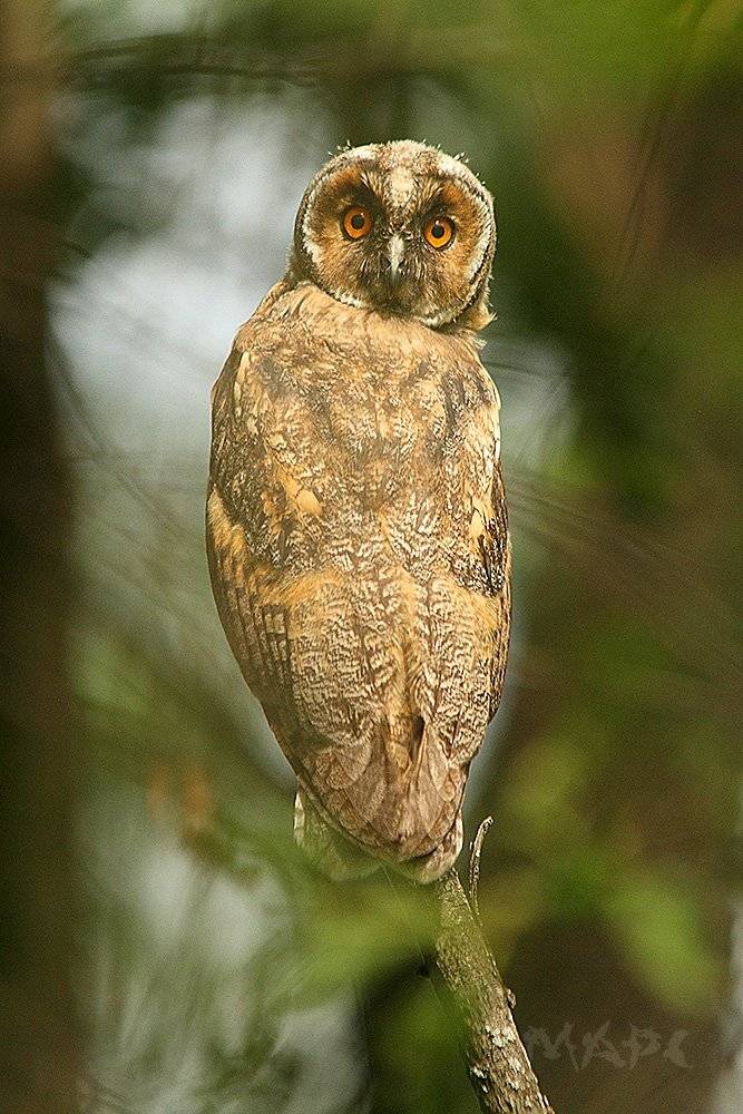 животные птицы слеток ушастой совы, Шангареев Марс