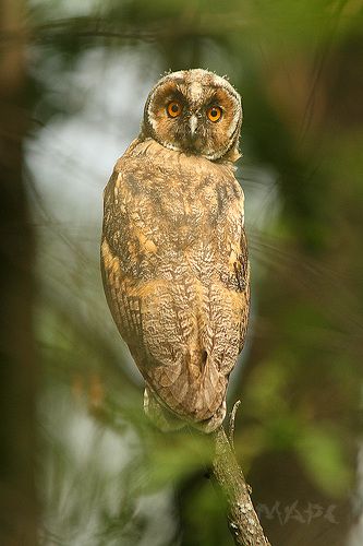 ушастая слеток