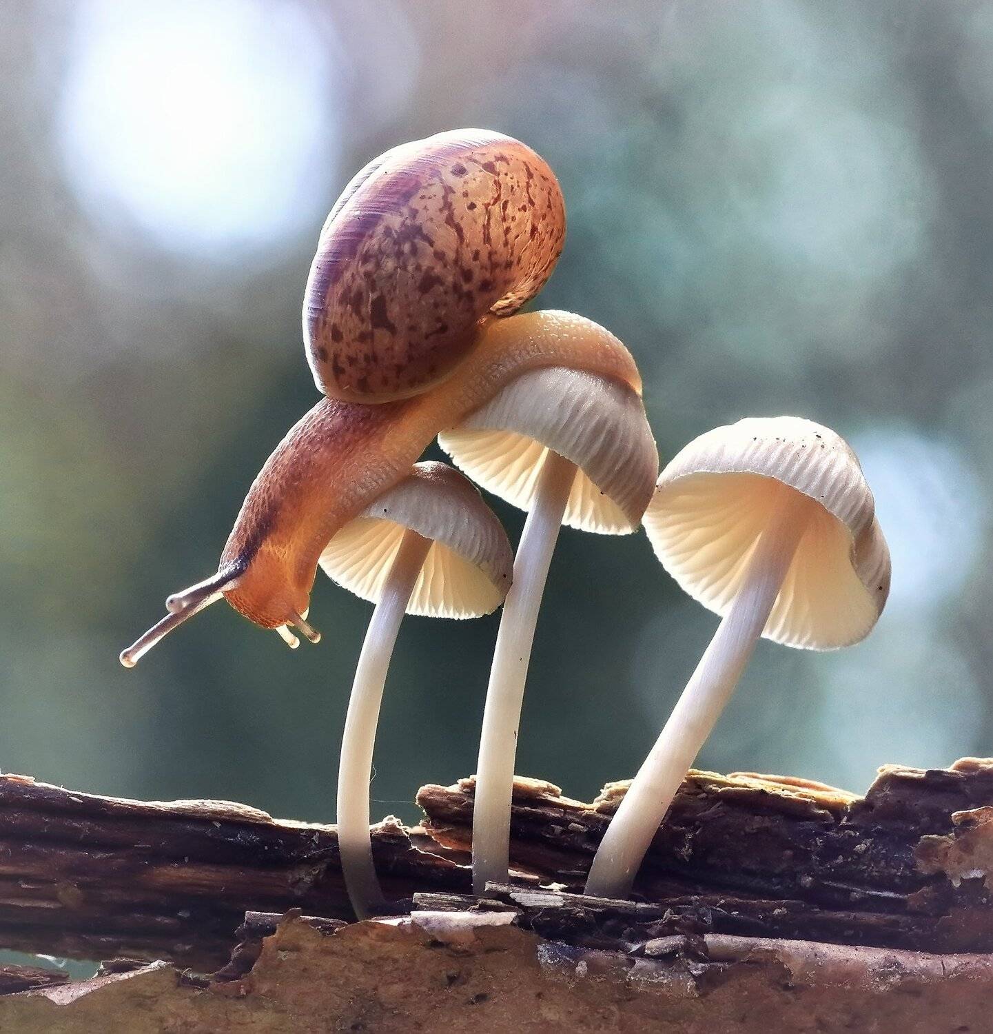 , Галина Горькавая