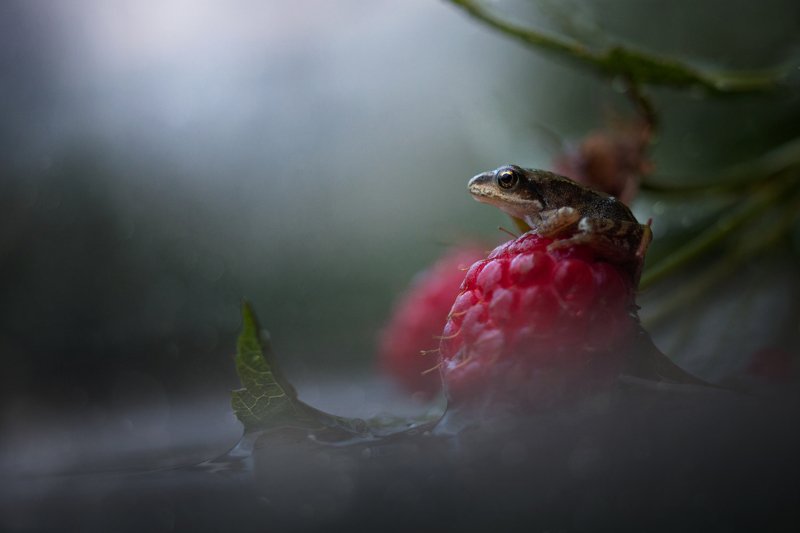 После дождя фото превью