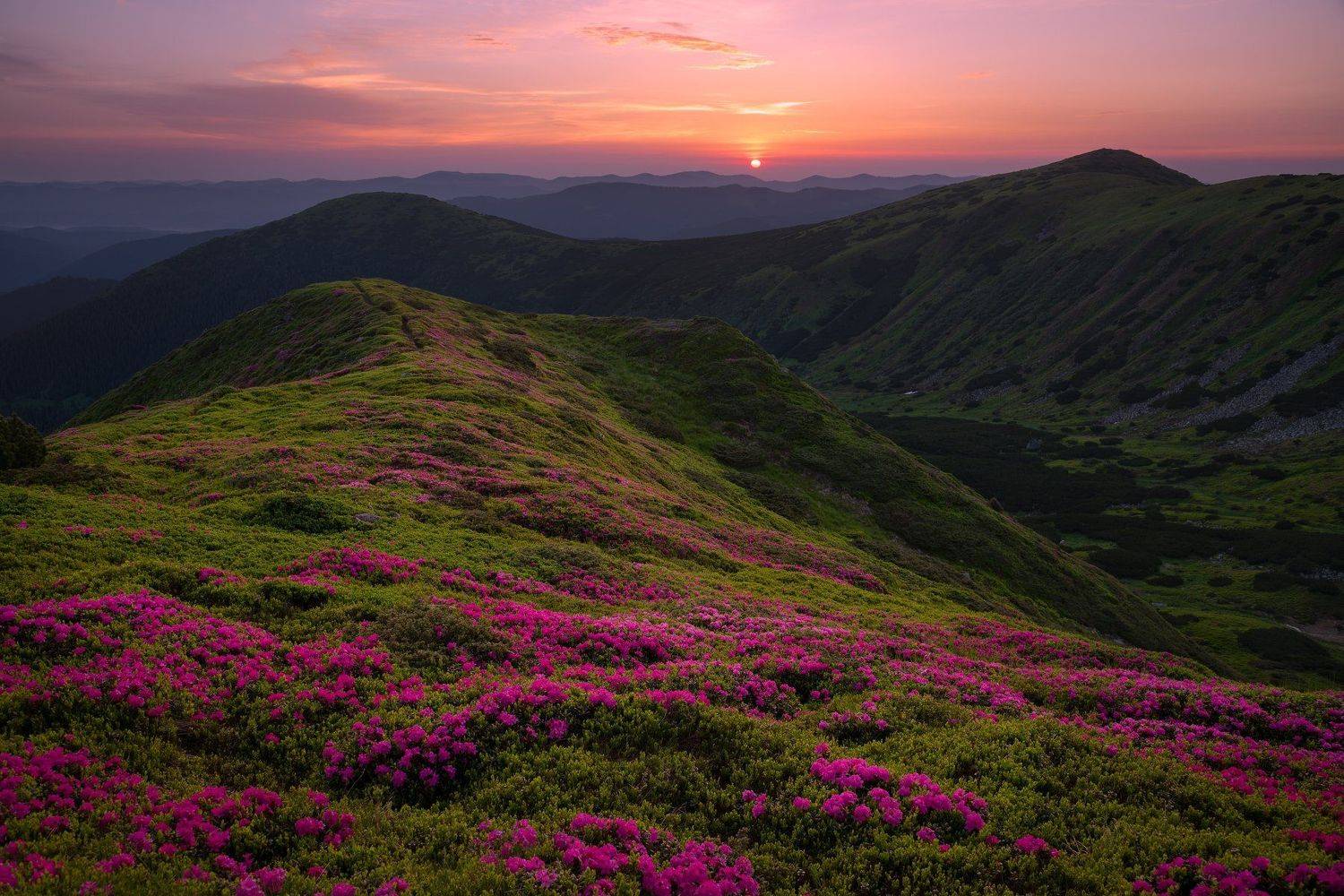 карпаты, черногорский хребет, рододендрон, червона рута, Зинченко Роман
