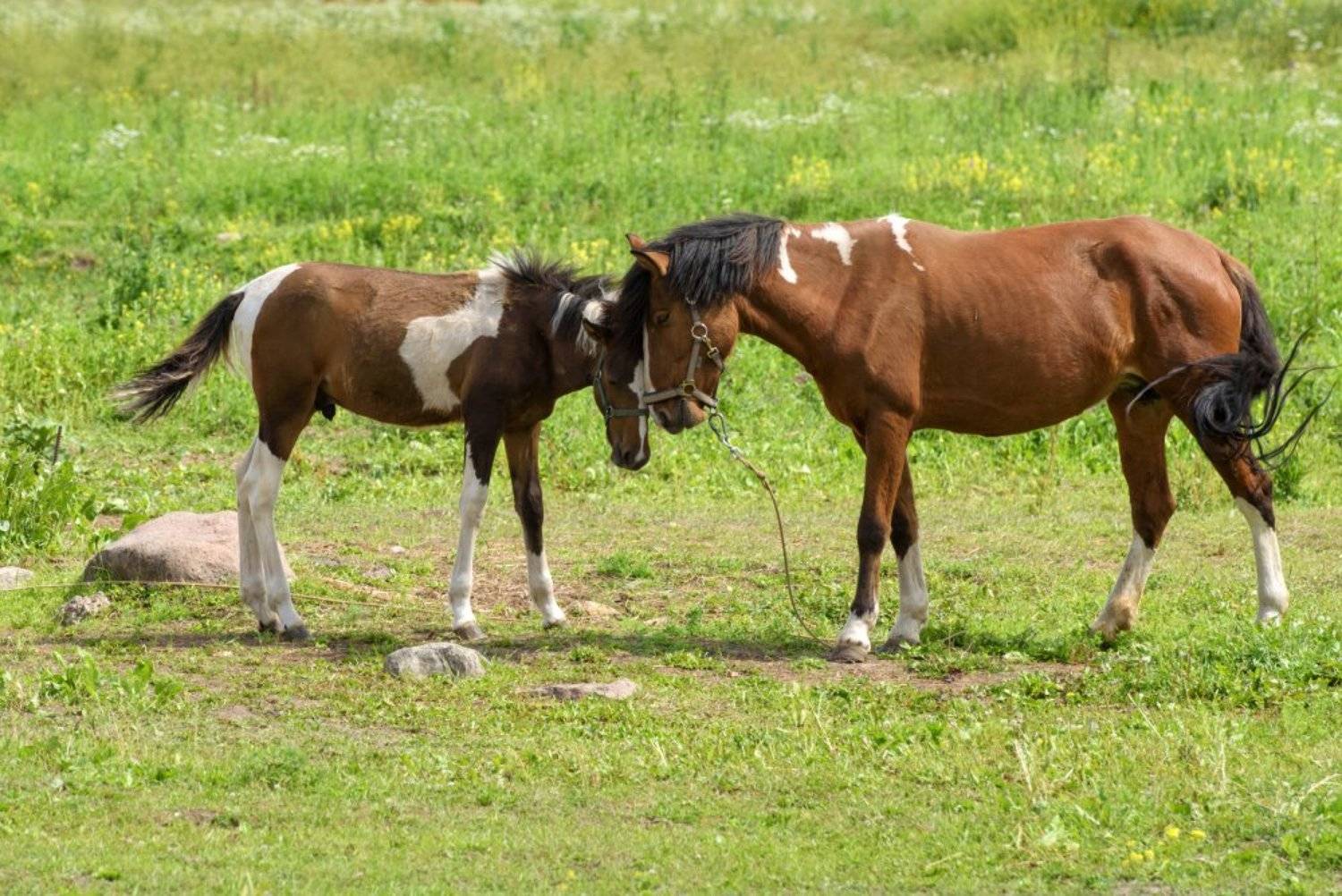 животные, лошади, кони, жеребёнок, лето, Марина Павлова
