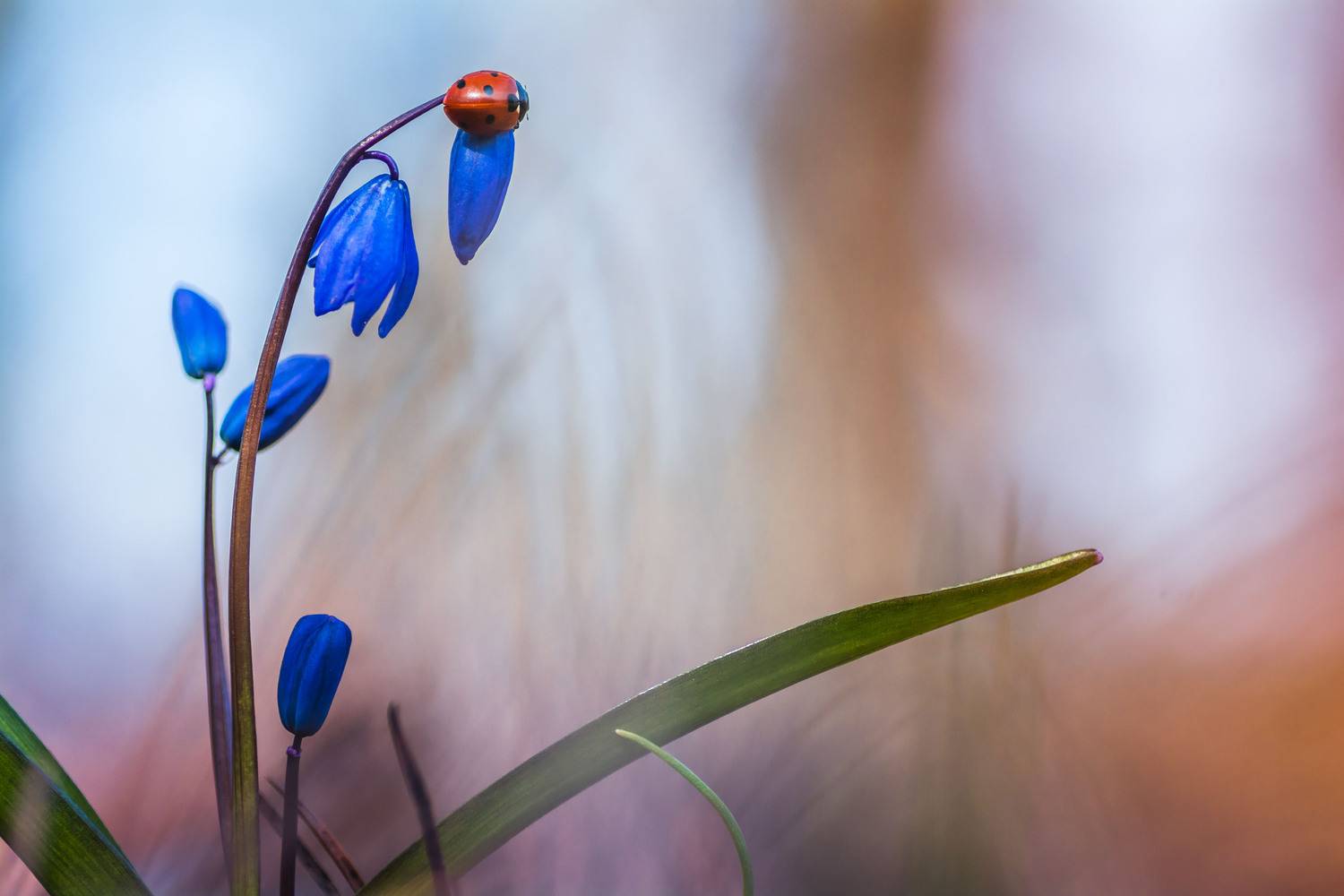 , Роман Зайцев
