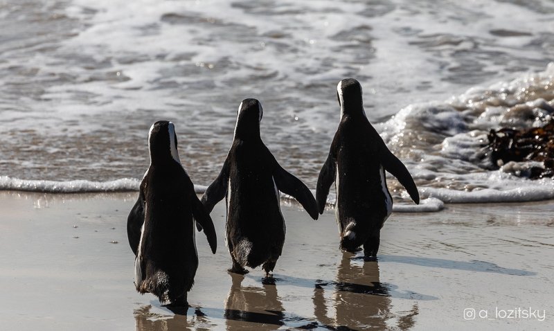 Penguin friendship) фото превью