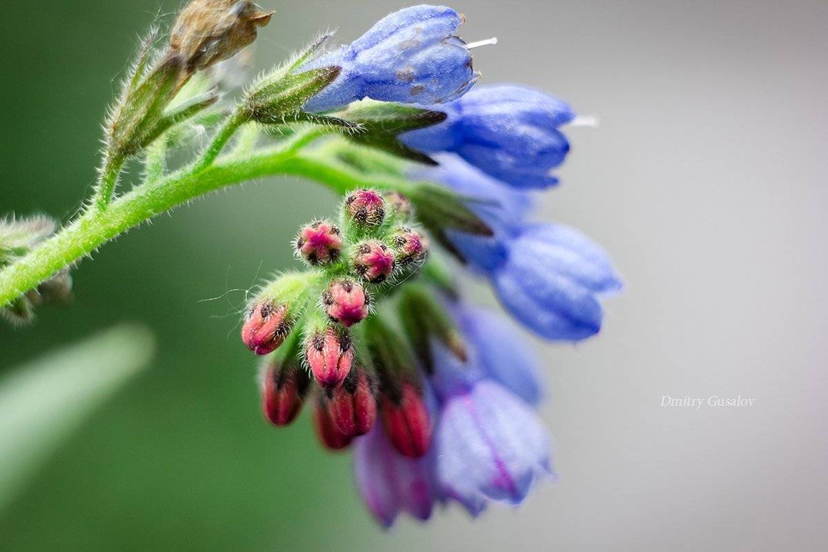 макро, природа, весна, макросъёмка, макрофотография, растение, цветы, жизнь, макромир, Дмитрий Гусалов