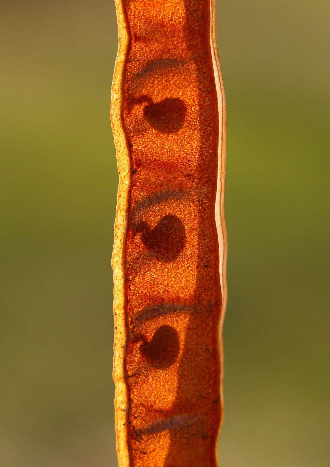 природа, шаварёв, фотография,, Александр Шаварёв