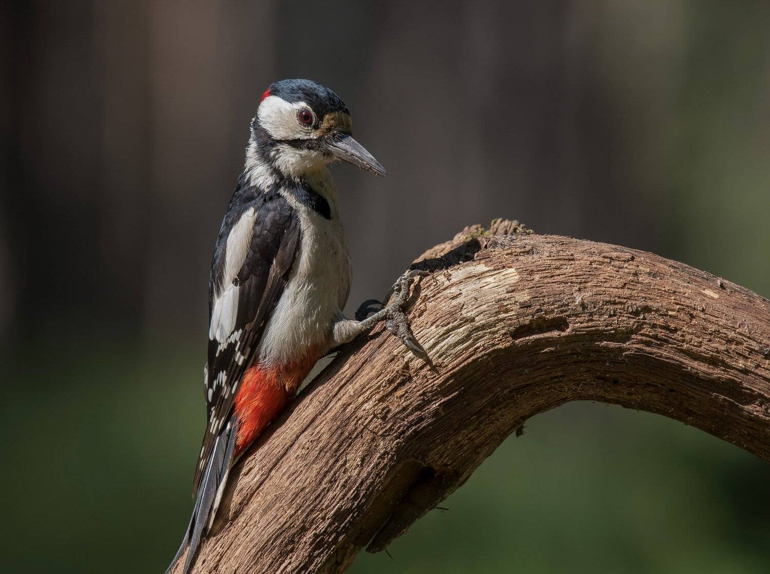 птицы,природа,лето, Андрей Киселёв