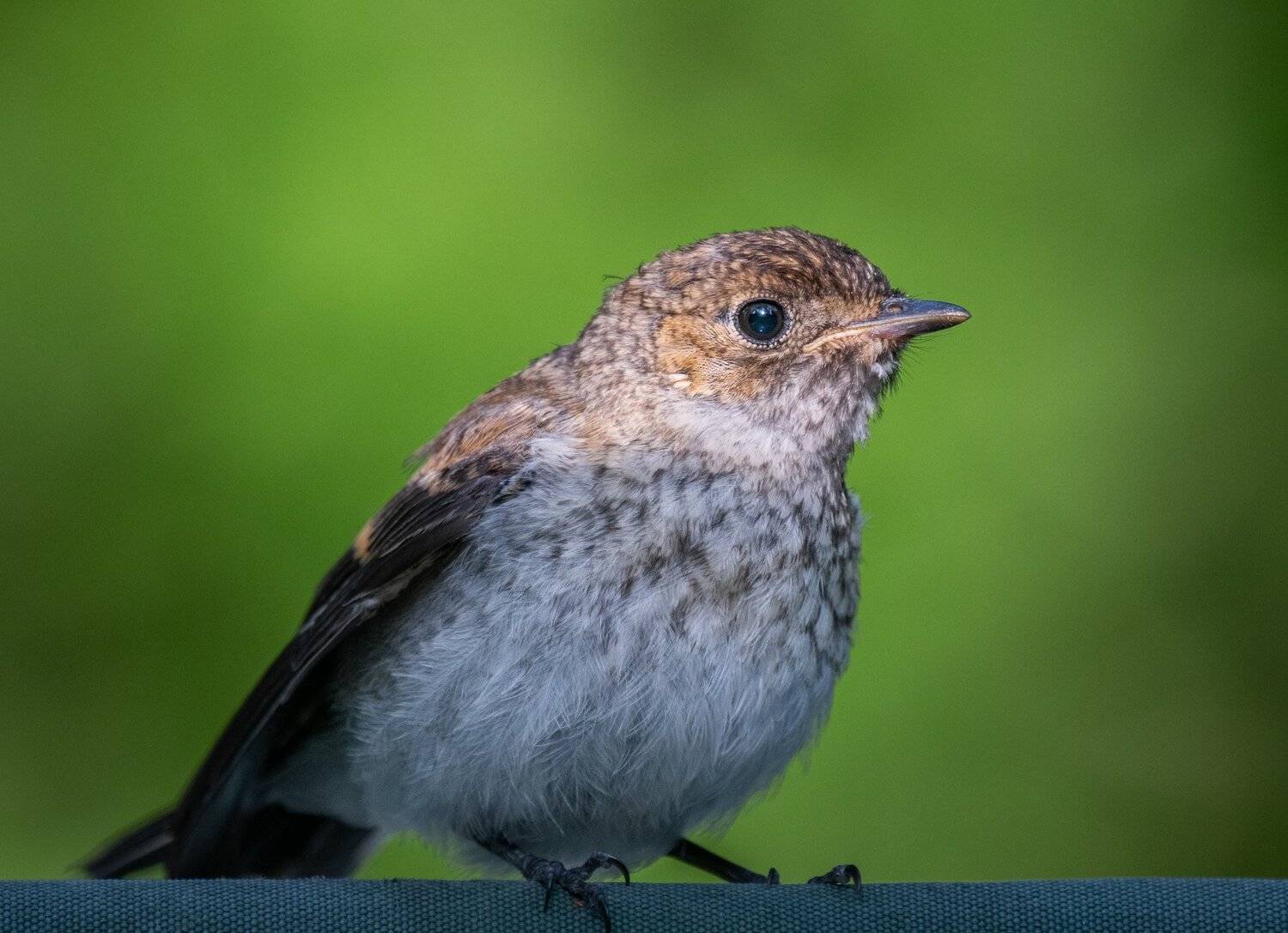 , Курлянцев Алексей