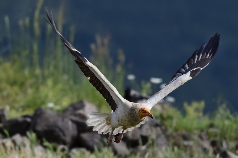 птицы birds Neophron percnopterus фото превью