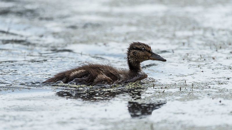 Гадкий утёнок фото превью