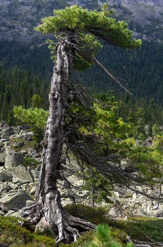 Ветрам наперекор.