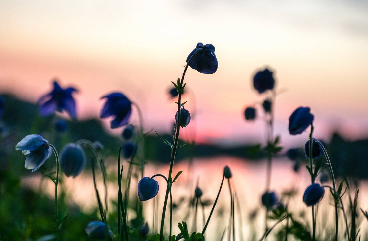 горы, сибирь, саяны, западный саян, ергаки, ник васильев, mountains, siberia, sayan, ergaki, закат, цветы, аквилегия, водосбор, озеро сказка, Николай Васильев