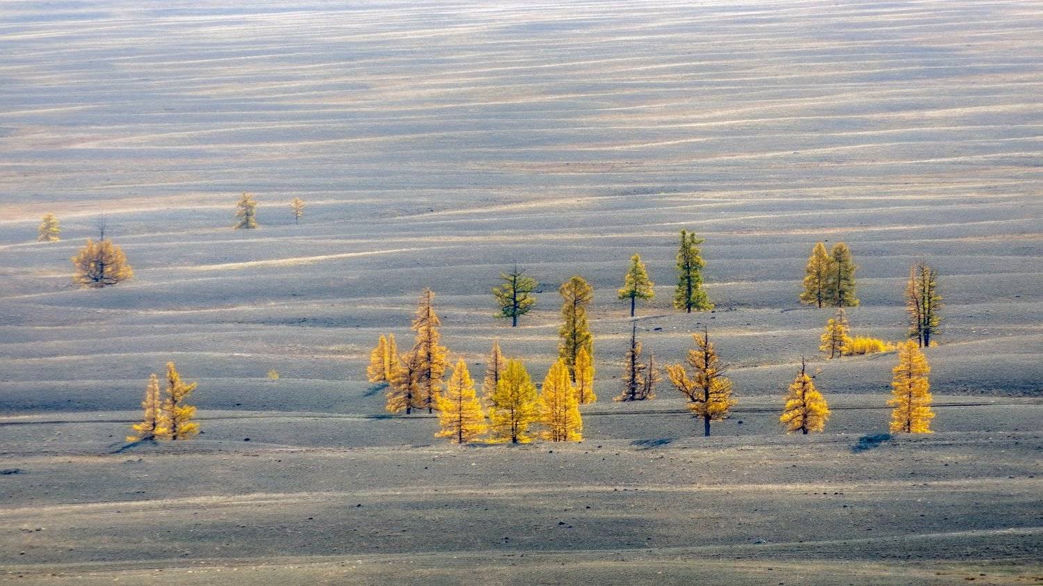 горы, сибирь, алтай, горный алтай, утро, дерево, лиственница, рябь течения, курай, курайская степь, ник васильев, Николай Васильев