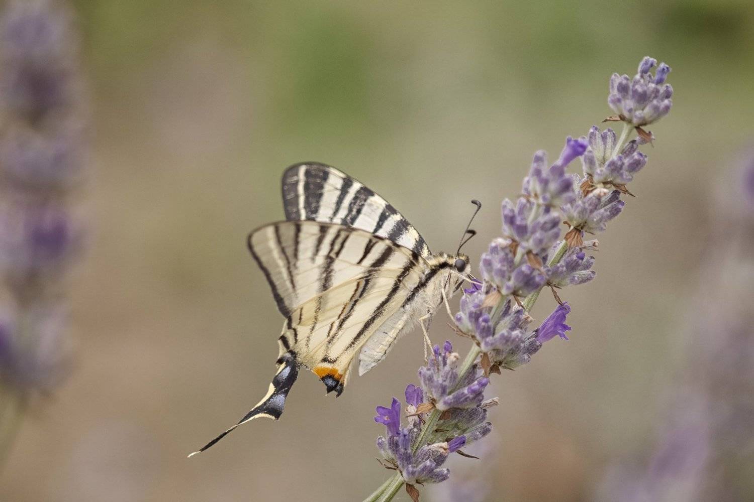 , Nicolae Fanurie Chirobocea