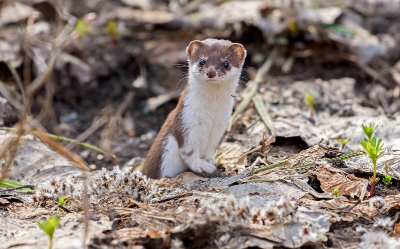 ласка ласка фото превью