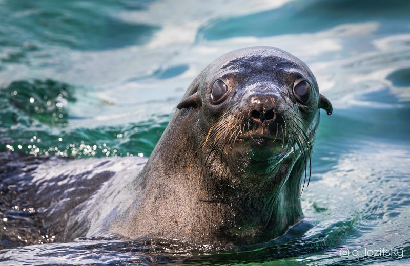 *** фото превью