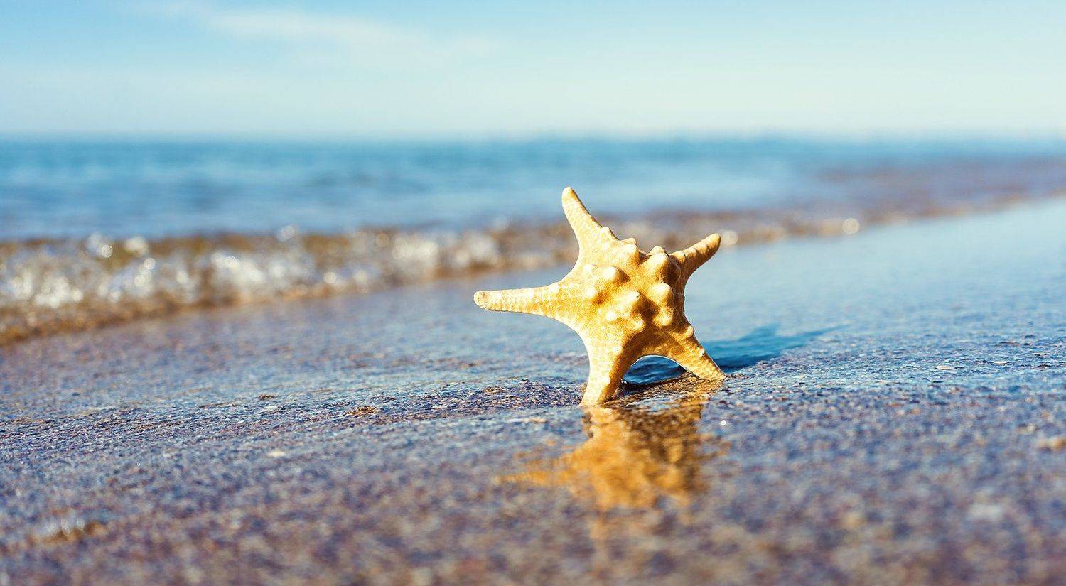 vacation, sea, ocean, starfish, beach, summer, heat, season, serenity, tranquil, travel, trip, tropical, water, surface, Дмитрий Толоконов
