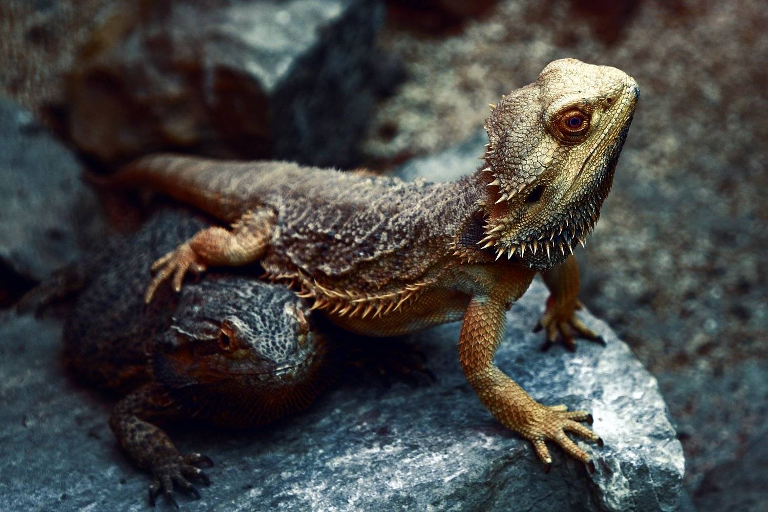 агамы, бородатые, ящерицы, ящерица, agamidae, barbata, bearded, agama, lizards, lacertilia, Дмитрий Салтыков