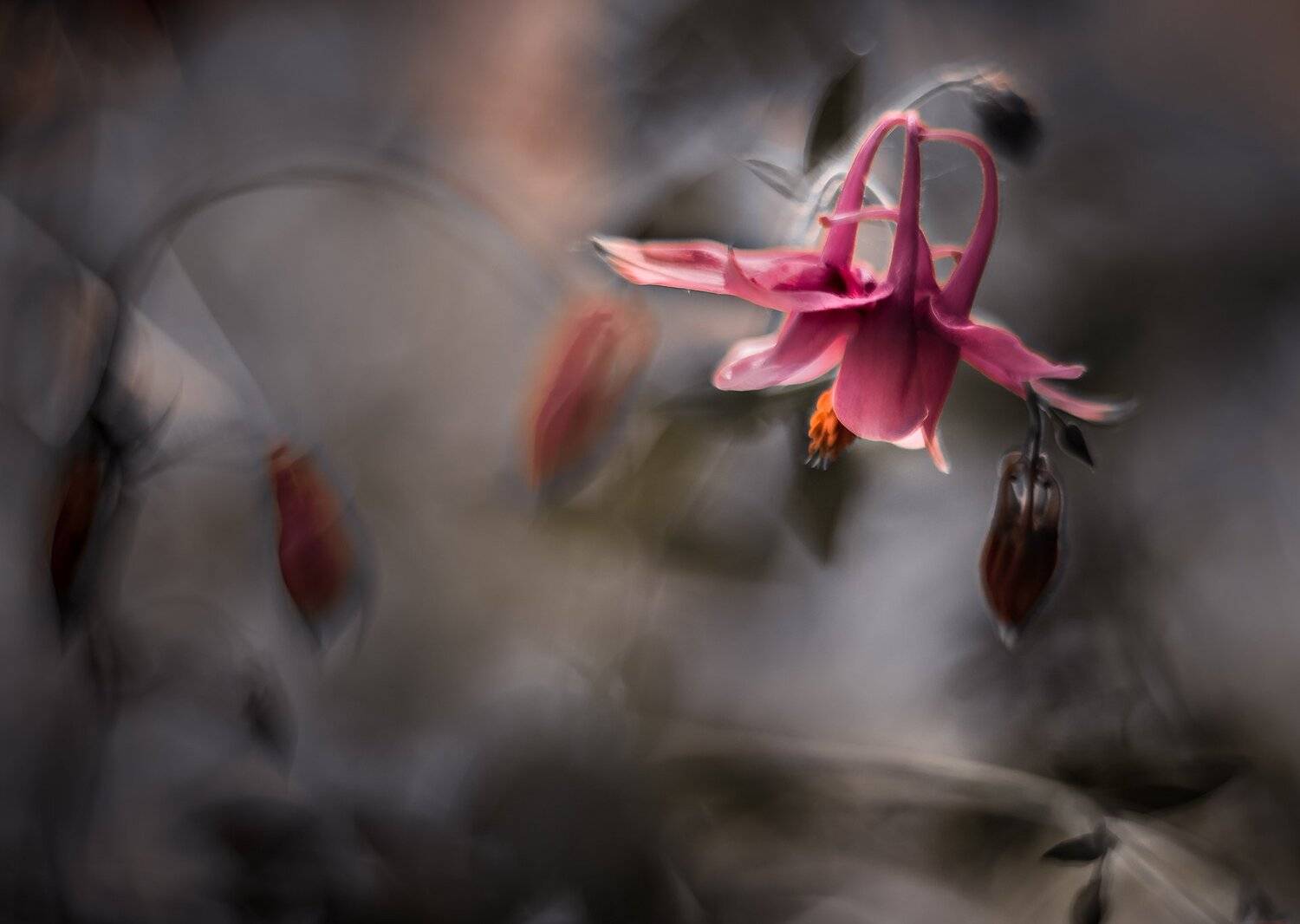 природа, макро, цветы, аквилегия, боке, Неля Рачкова