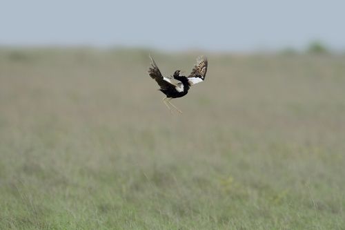 THE FLORICAN 
