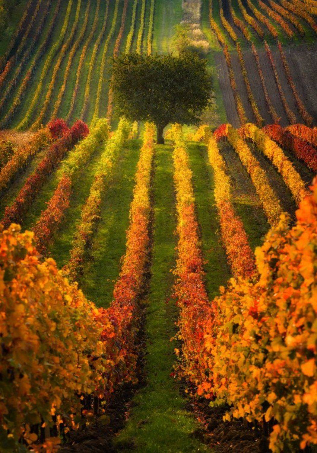 , Анатолий Гордиенко