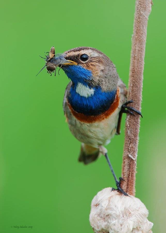 , Валерий Субачев