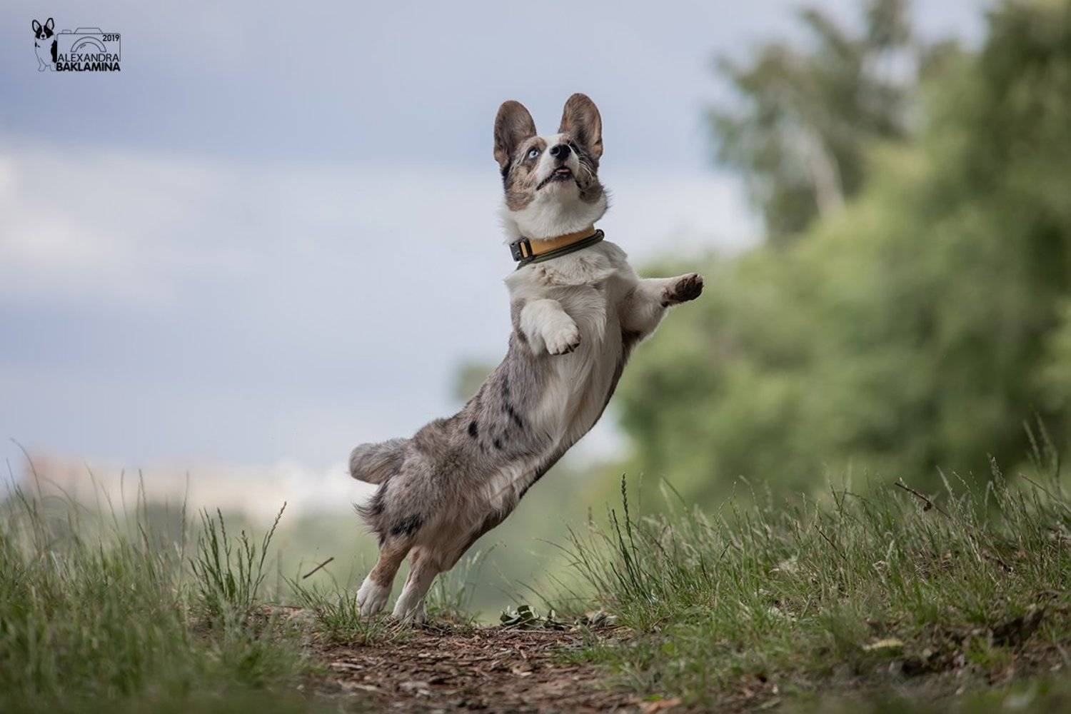 собака, корги, вельш корги кардиган, вельш корги, прогулка, Александра Бакламина