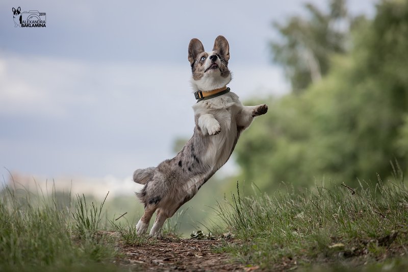 собака, корги, вельш корги кардиган, вельш корги, прогулка Старт фото превью