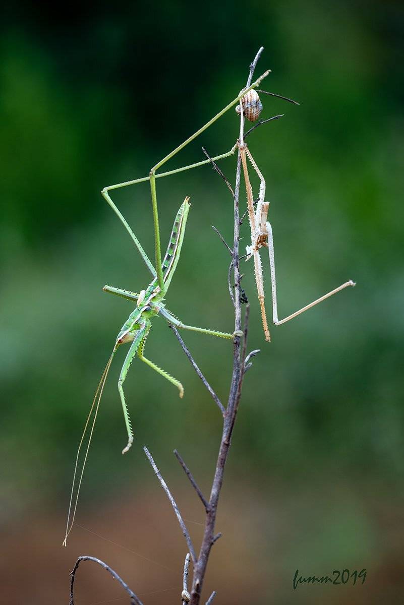 , Игорь ФУММ