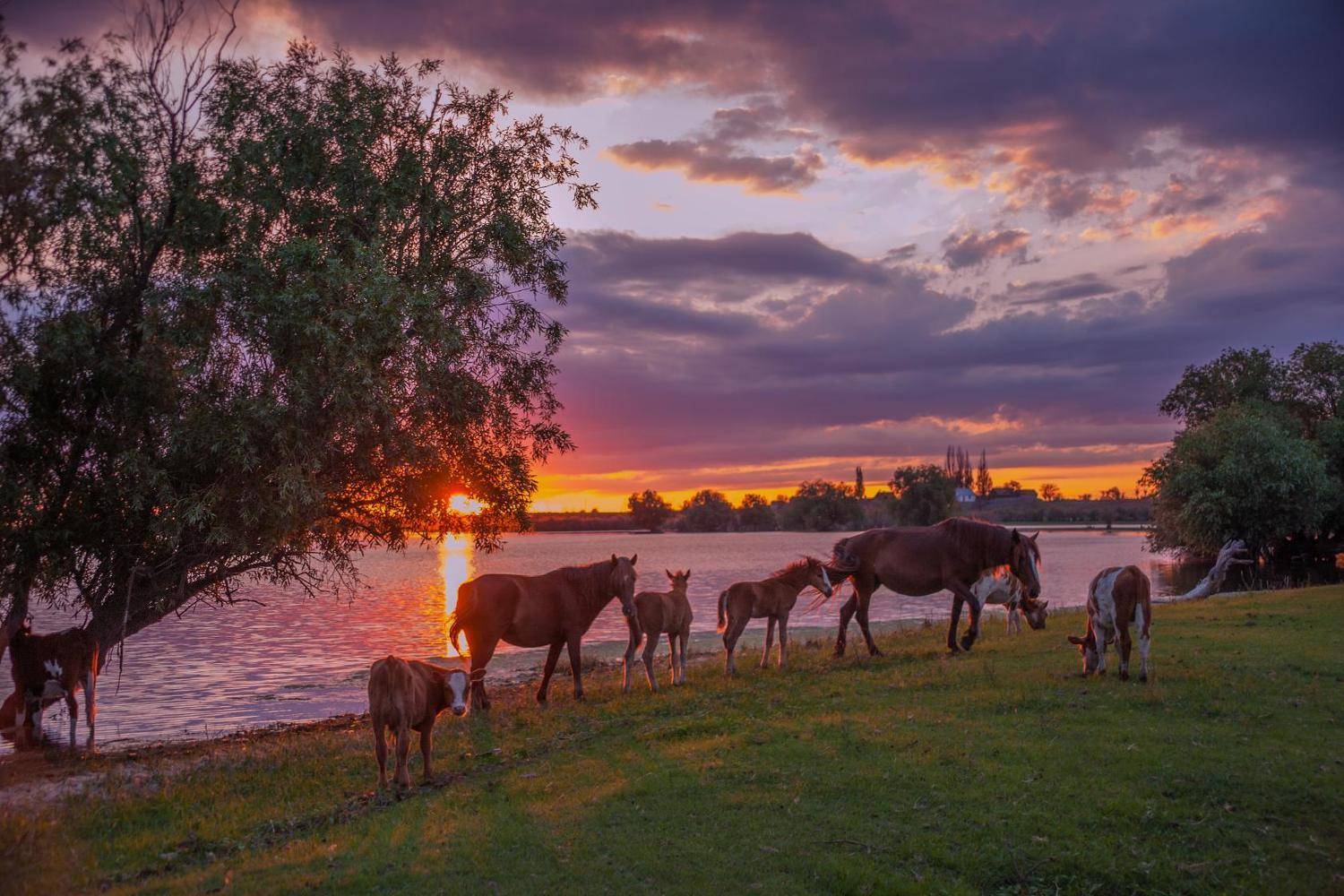 фото сделано у с.зорино  астраханской обл, Сергей цыбизов