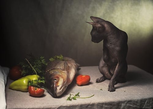 Натюрморт кошка и рыба