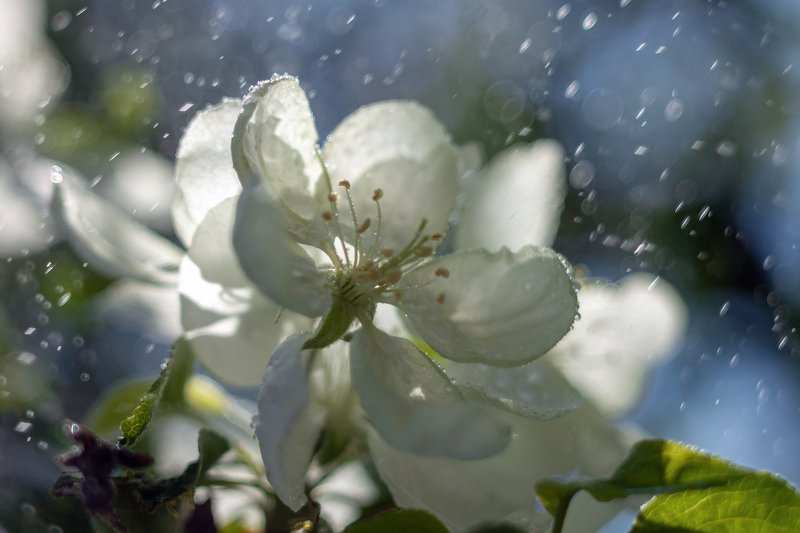 фото , цвет , природа , флора , весна , цветы Эхо весны ... фото превью