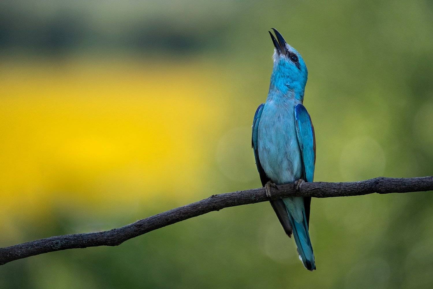 , Мартин Попов